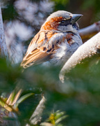 10th Apr 2018 - Male House Sparrow Closeup