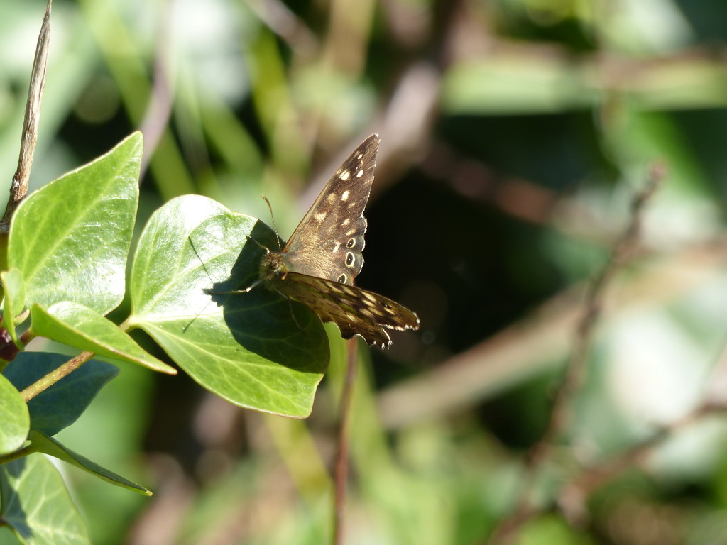 Speckled Wood  by susiemc