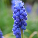 Grape Hyacinth by 365anne