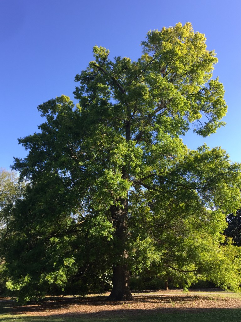 Ancient pin oak in Spring, Chdrleston, SC by congaree