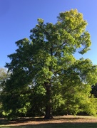 10th Apr 2018 - Ancient pin oak in Spring, Chdrleston, SC