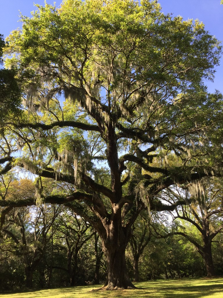 Live oak in Spring, Charleston, SC by congaree