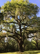 10th Apr 2018 - Live oak in Spring, Charleston, SC
