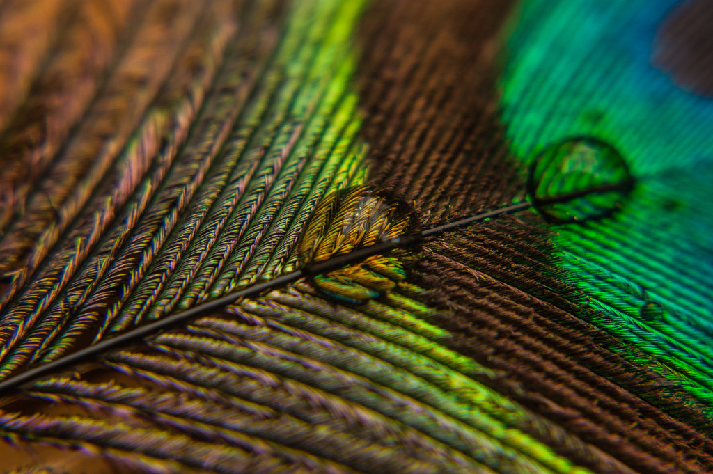 Peacock feather by fbailey