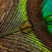 Peacock feather by fbailey