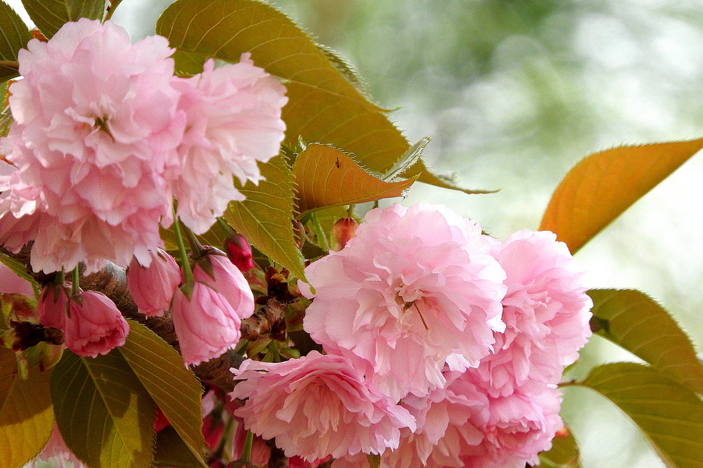 Pink Blooms And Bokeh by homeschoolmom
