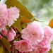 Pink Blooms And Bokeh by homeschoolmom