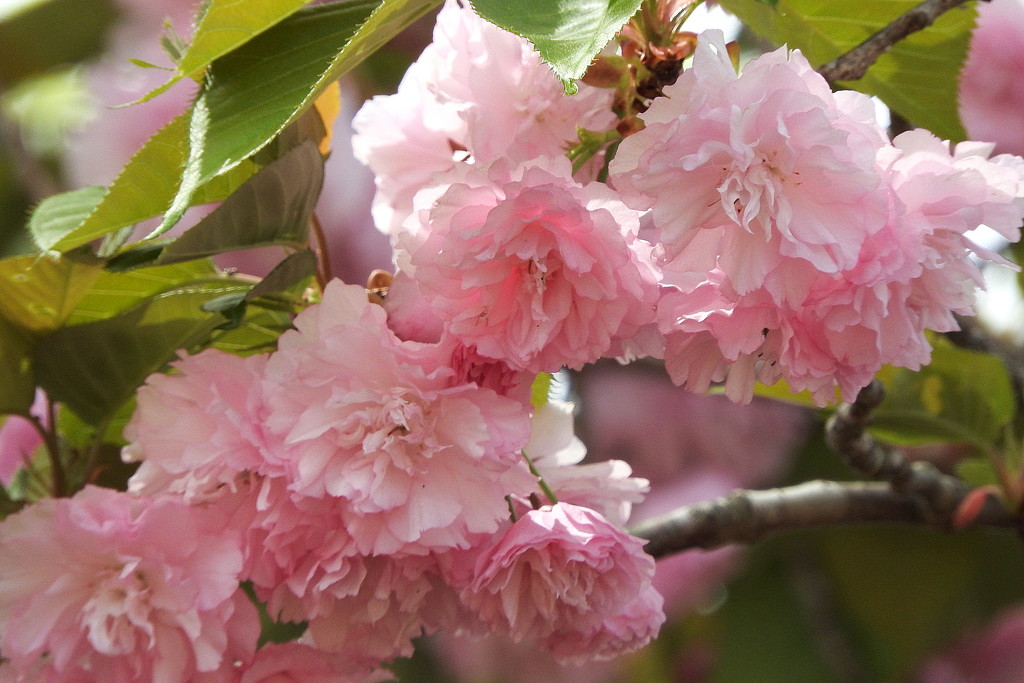 Flowering cherry trees by homeschoolmom