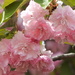 Flowering cherry trees by homeschoolmom