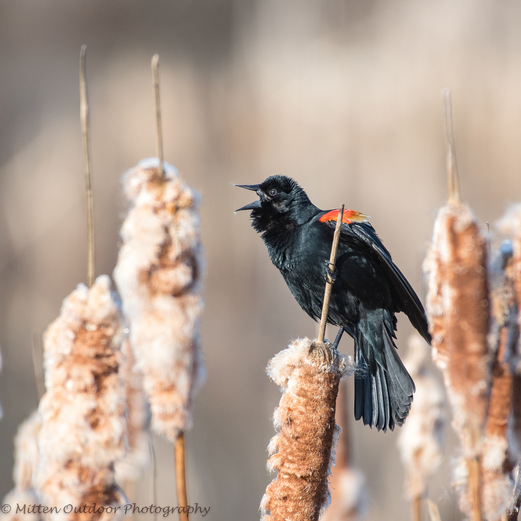 Red-winged Blackbird (male) by dridsdale