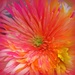 PINK, yellow and orange by homeschoolmom