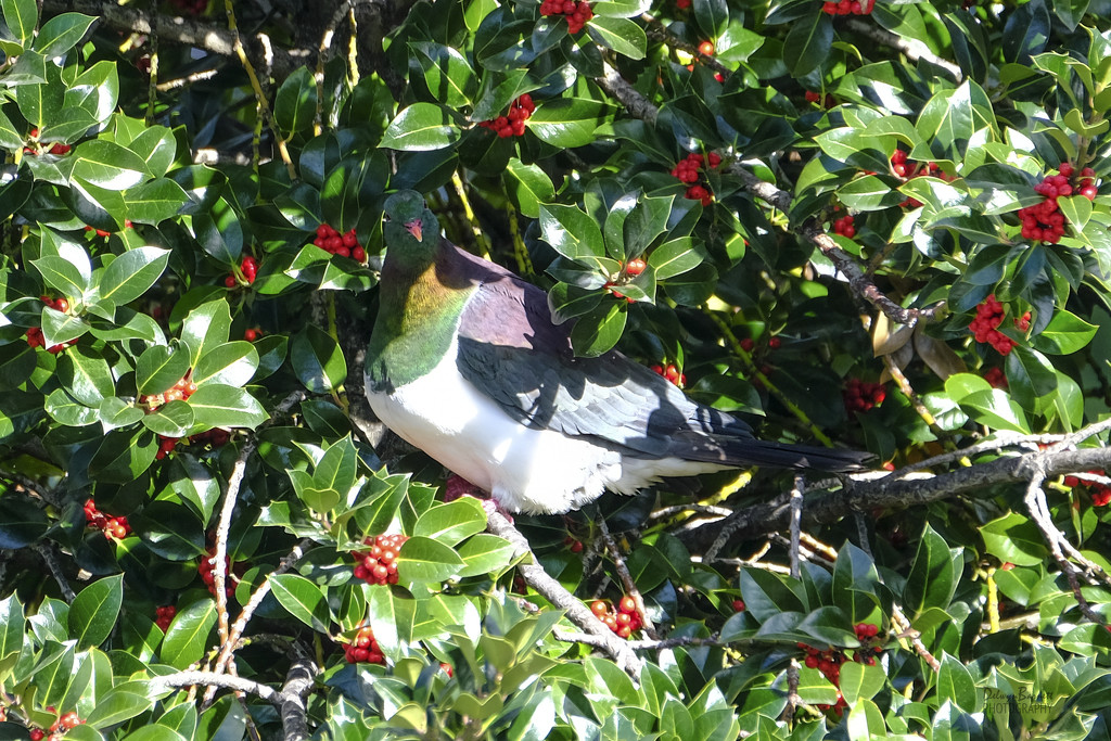 Kereru (Native Wood Pigeon) by dkbarnett