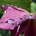 More Raindrops by carole_sandford