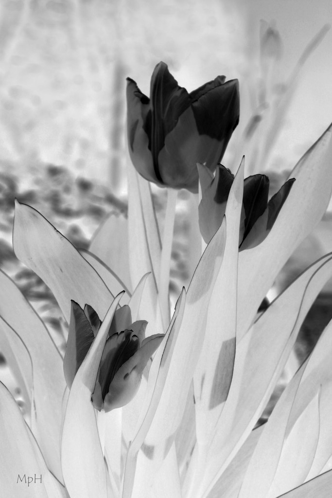 Black tulips... by cherrymartina
