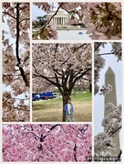 10th Apr 2018 - Cherry blossoms 🌸 