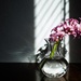 Hyacinth in the morning by cristinaledesma33