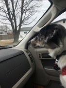 10th Apr 2018 - 0410_15152 goin' to the pet store!