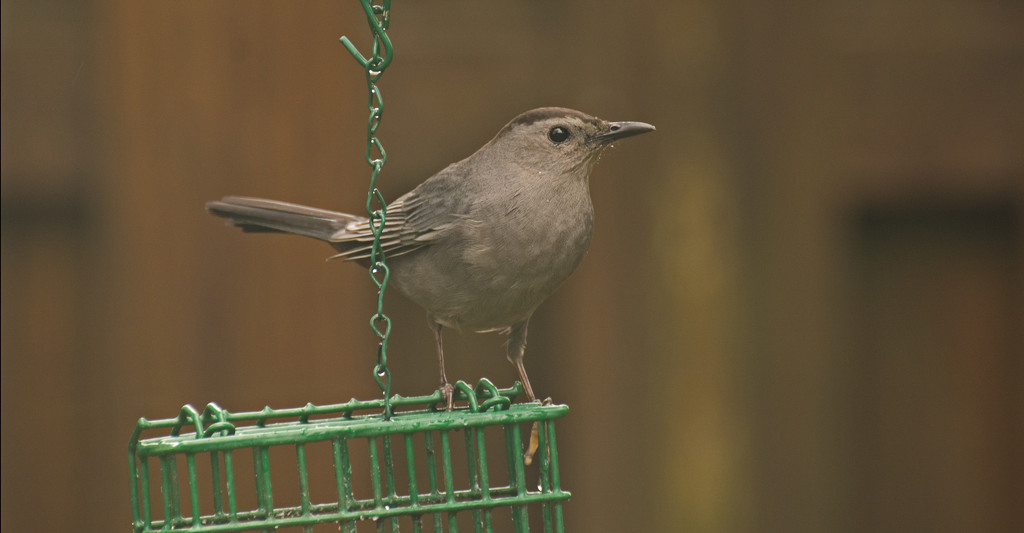 Catbird Checking Out the Suet! by rickster549