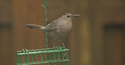 10th Apr 2018 - Catbird Checking Out the Suet!