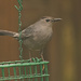 Catbird Checking Out the Suet! by rickster549