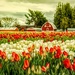 Tulip Festival by 365karly1