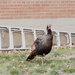 Wild Turkey in the City! by selkie