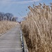 Wetlands boardwalk  by amyk