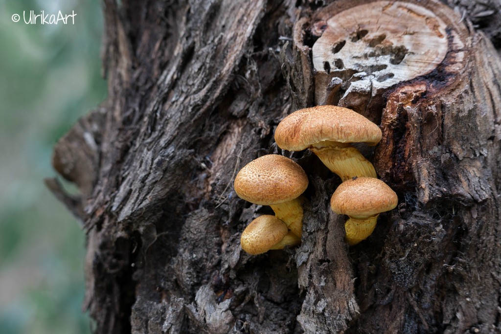 mushrooms by ulla