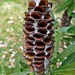 Banksia seed pod by leggzy