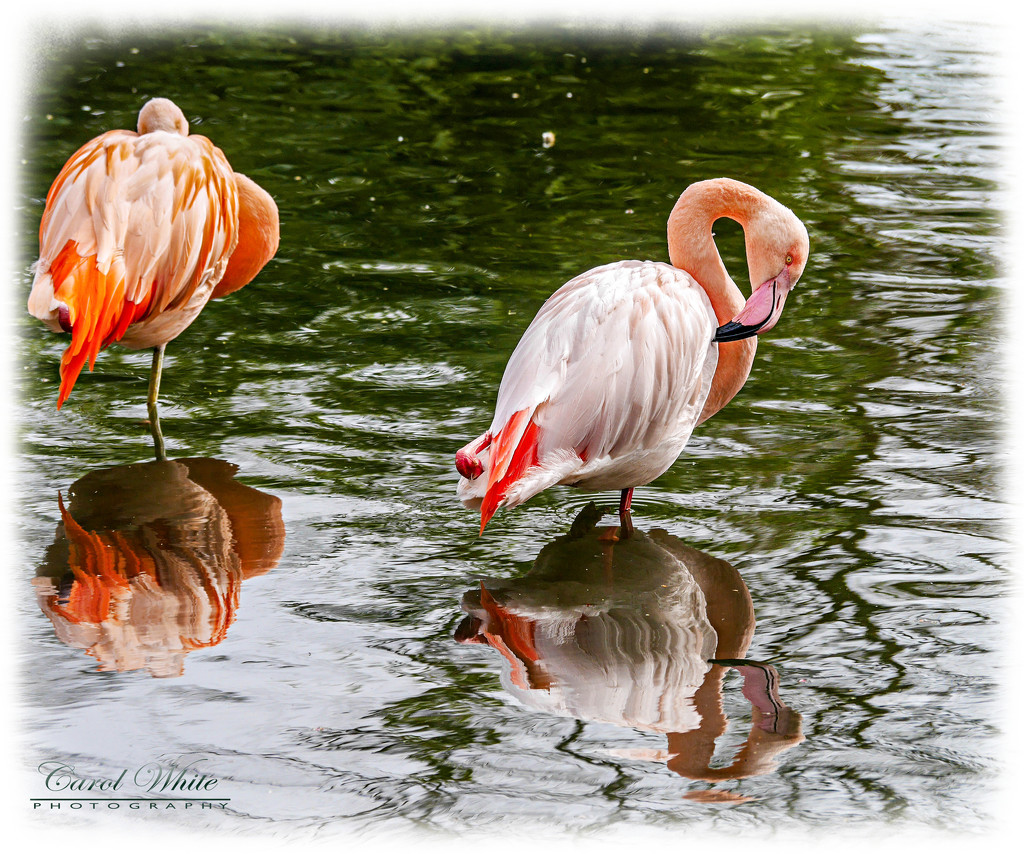 Flamingos And Reflections by carolmw