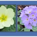 Primrose and Polyanthus. by grace55