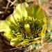 Cholla by stownsend