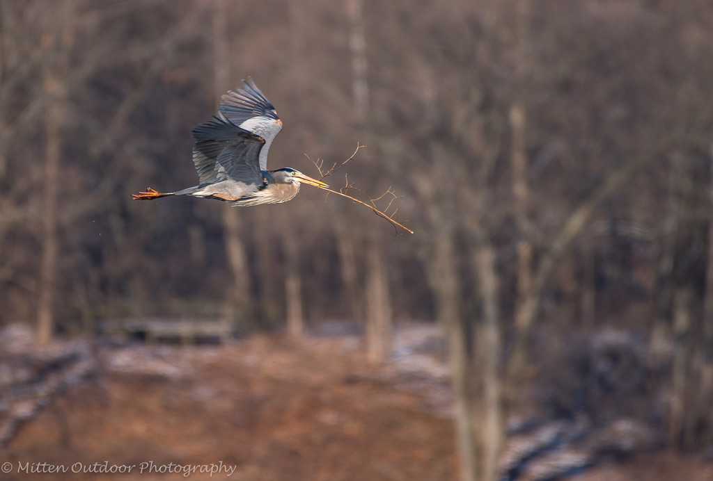 Great Blue Heron  by dridsdale