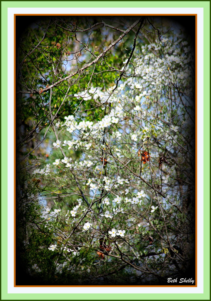 The Dogwoods are Blooming by vernabeth