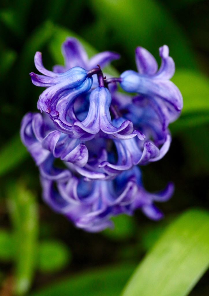 Blue hyacinth  by orchid99