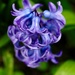 Blue hyacinth  by orchid99