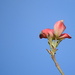 Pink dogwood against the blue sky by homeschoolmom