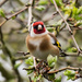 Goldfinch by pamknowler