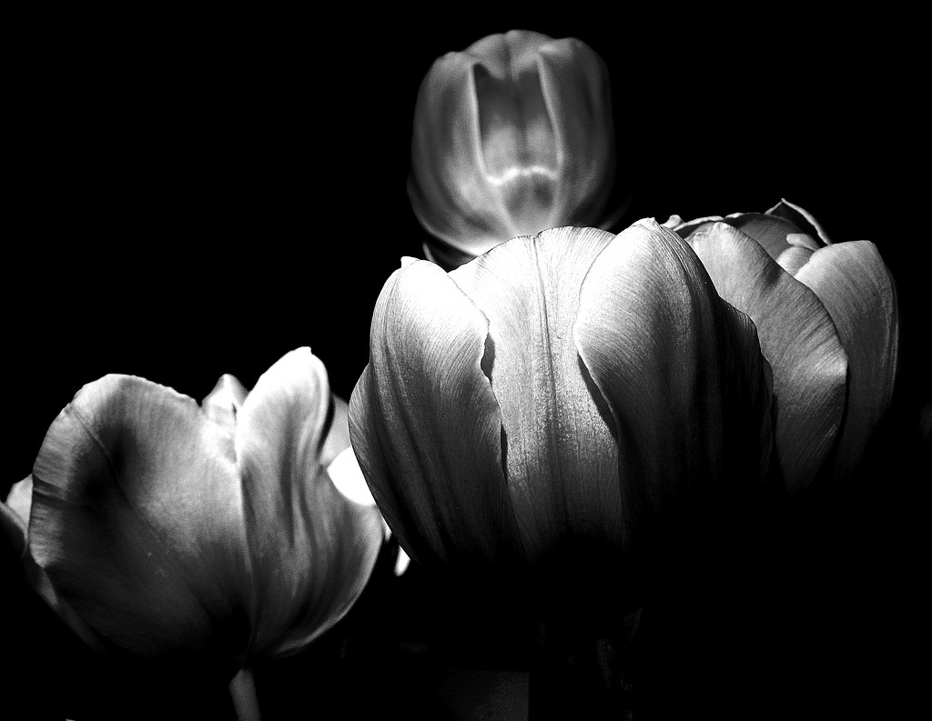 Pink tulips in Black and White by homeschoolmom