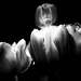 Pink tulips in Black and White by homeschoolmom