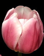 8th Apr 2018 - Pink Tulip