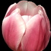 Pink Tulip by homeschoolmom