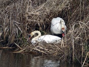 11th Apr 2018 - Nesting Swans