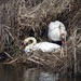 Nesting Swans by cmp