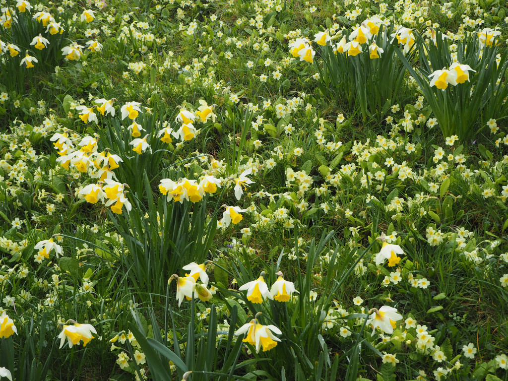 primroses and daffodils by josiegilbert