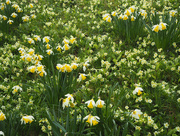 10th Apr 2018 - primroses and daffodils
