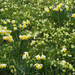 primroses and daffodils by josiegilbert