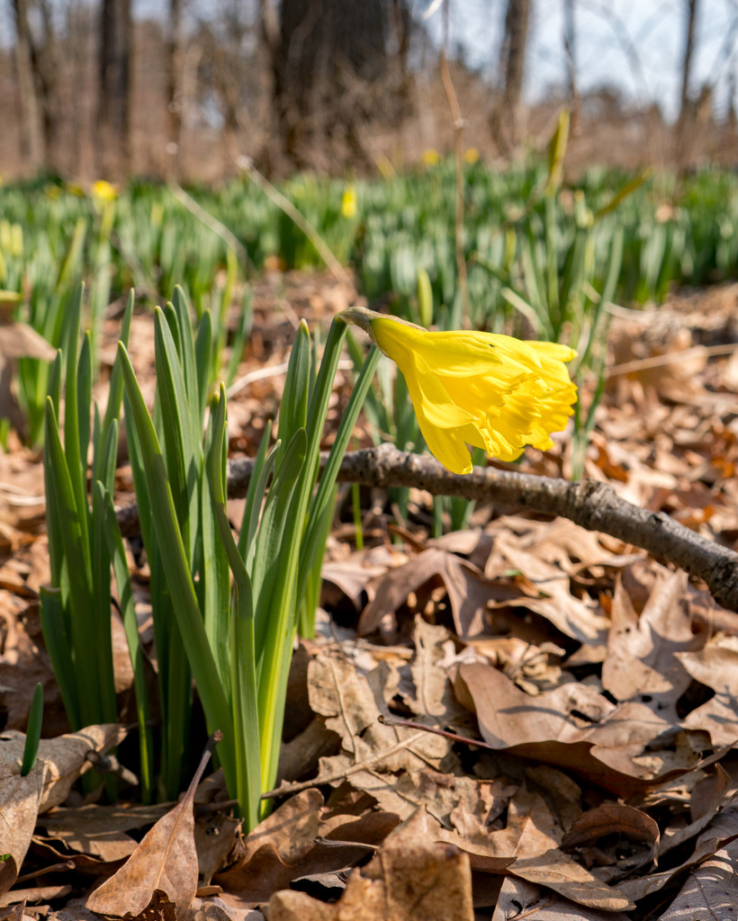 Daffodils by rminer