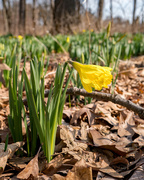 11th Apr 2018 - Daffodils