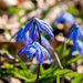 Siberian Squill Closeup by rminer